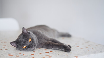 Portrait of beautiful british blue cat in home interior   