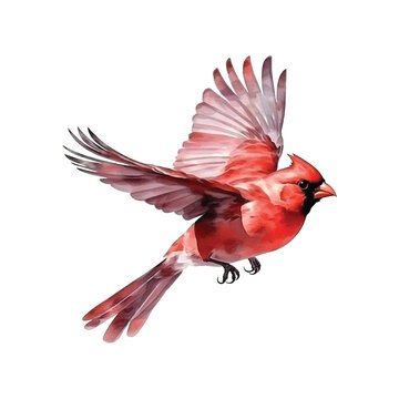 Northern Cardinal watercolor paint