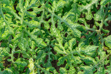 growing watermelon, branch with leaves