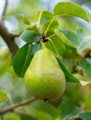 pear fruit on a branch with green leaves