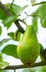 pear fruit on a branch with green leaves