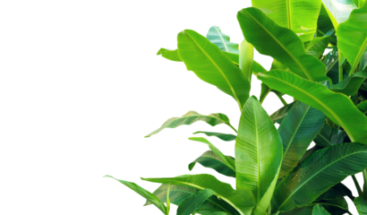 banana leaves isolated on white background.