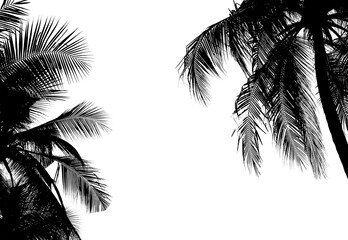 silhouette palm leaves or coconut tree on summer beach. - 627641890