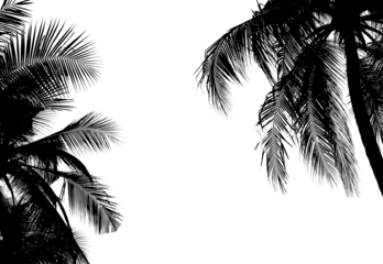 silhouette palm leaves or coconut tree on summer beach.