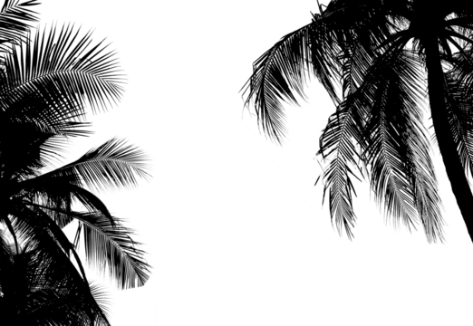 silhouette palm leaves or coconut tree on summer beach.