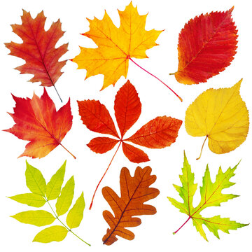 Collection of autumn leaves of European trees on white.Isolated on white.