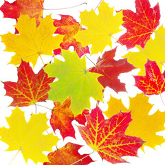 Naklejka na ściany i meble Autumn maple leaves on a white background.Isolated on white.
