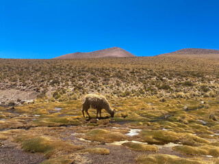 Alpaga dans le parc naturel de Incahuasci en Bolivie