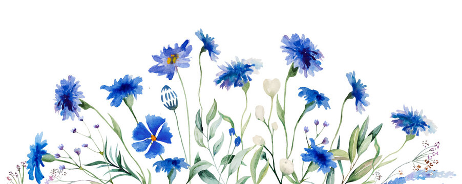 Watercolor blue cornflower border, summer wedding and greeting isolated illustration with wildflowers