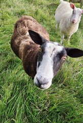 Lamb, sheep in green field.
