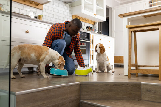 Happy african american man feeding his pet dogs in kitchen at home