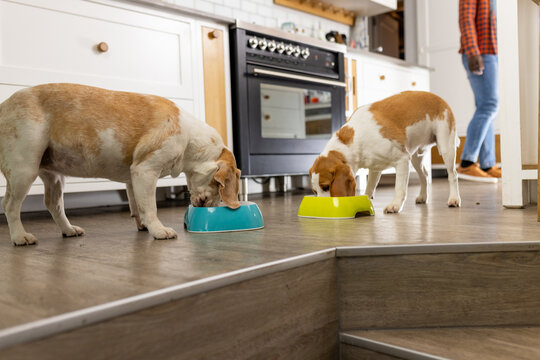 African american man feeding his pet dogs in kitchen at home
