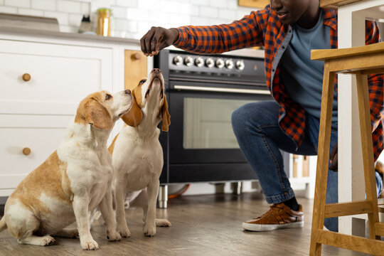 Happy african american man feeding his pet dogs in kitchen at home
