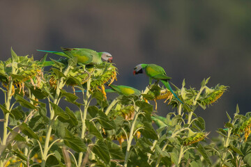 A flock of parrots flew to eat sunflower seeds in the garden.