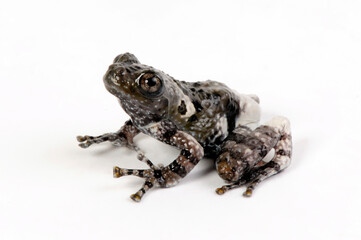 Stellar bug-eyed frog, Taylor's Bug-Eyed Frog // Warzenmoosfrosch (Theloderma stellatum) - Thailand
