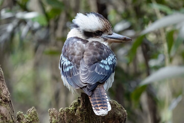 A Blue-winged kookaburra surveys its surrounding