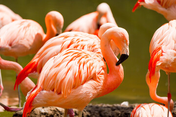 A group of pink flamingos by a body of water in a natural setting. Phoenicopteridae.

