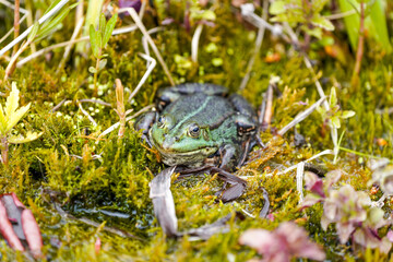 Green pond frog close-up. Amphibians in natural environment.
