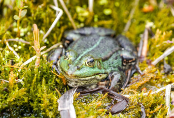 Green pond frog close-up. Amphibians in natural environment.
