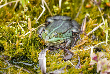 Green pond frog close-up. Amphibians in natural environment.
