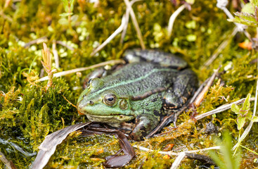 Green pond frog close-up. Amphibians in natural environment.
