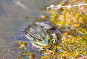 Green pond frog close-up. Amphibians in natural environment.
