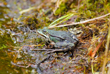 Green pond frog close-up. Amphibians in natural environment.
