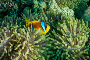 Anemone fish among anemones - clownfish - obrazy, fototapety, plakaty