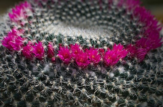 Close-up of pink flowers of the Plumed Warty Katus. Mammillaria.
