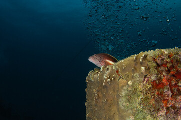 A Forster's hawkfish on a shipwreck
