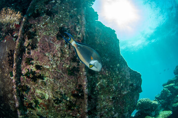 The sohal surgeonfish (Acanthurus sohal) or sohal tang