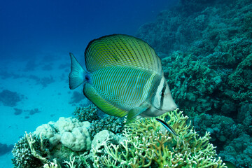 The Red Sea sailfin tang or Desjardin's sailfin tang (Zebrasoma desjardinii)