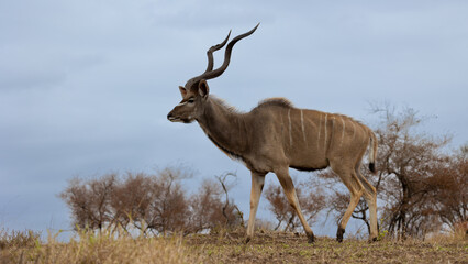Naklejka na ściany i meble kudu bulls with spiral horns