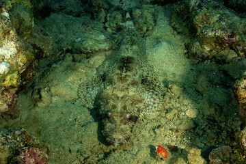 Fototapeta na wymiar The tentacled flathead (Papilloculiceps longiceps), also known as the Indian Ocean crocodilefish