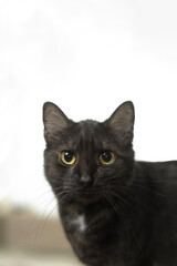 Vertical portrait of an european dark gray cat, shallow depth of field