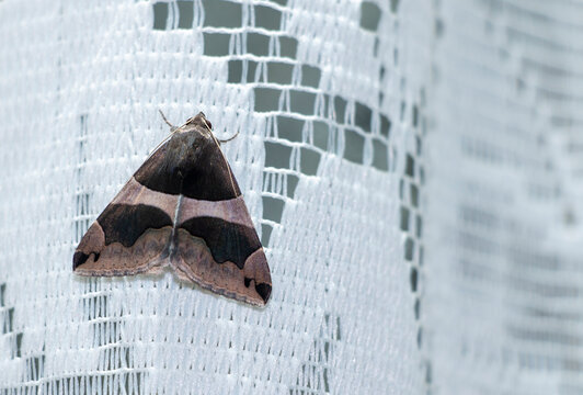 A moth called passenger on the house house curtains. Dysgonia algira.
