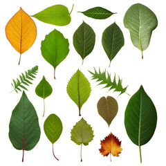 collection of green leaves on transparent background, set of leafs different seasons, tree leaf