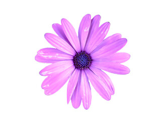 Close up of purple color African daisy flower with blurred green background.
