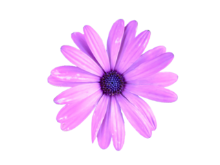 Close up of purple color African daisy flower with blurred green background.