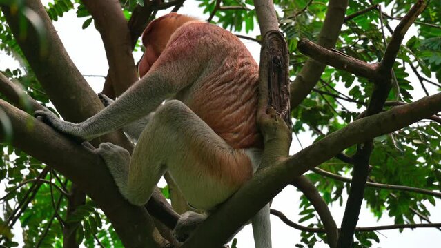 an adult proboscis monkey sitting on a tree