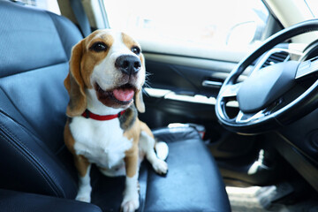 A beagle dog sits in the front seat of the car and waits for a ride. Traveling with a pet.