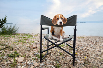 Cute beagle dog is sitting on a camping chair on a pebble beach. The concept of rest and travel...