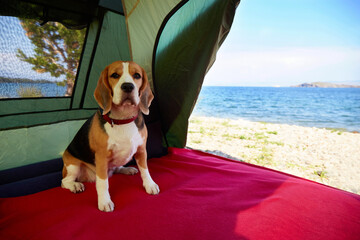 The beagle dog is sitting in a tent. Traveling with a pet. From the tent there is a beautiful view...