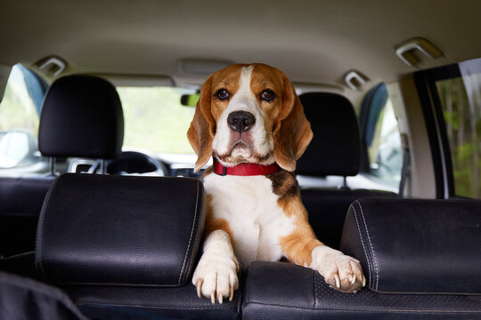 A beagle dog is sitting in the car and waiting for a ride. Traveling with a pet.