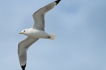 Black Legged Kittiwake in flight, Alaska, USA
