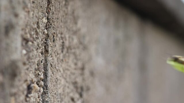Blattschneiderbiene fliegt mit einem St&uuml;ck des Blattes vom Blauregen in die Spalte einer Mauer um ihre Bruth&ouml;hle zu fertigen
