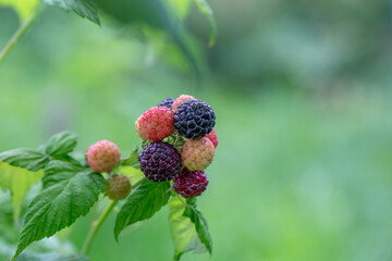 Ripe berries of black raspberries on a green background in the summer macro photography. Garden berries blackberry hanging on a branch on a summer day close-up photo.
