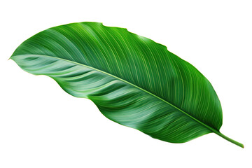 Obraz premium monstera leaf isolated