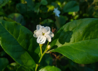 Naklejka premium white jasmine flowers bloom very beautiful in the morning