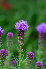 Blossom purple liatris flower on a green background on a sunny summer day macro photography.  Blazing star flower with fluffy violet petals close-up photo in summertime.